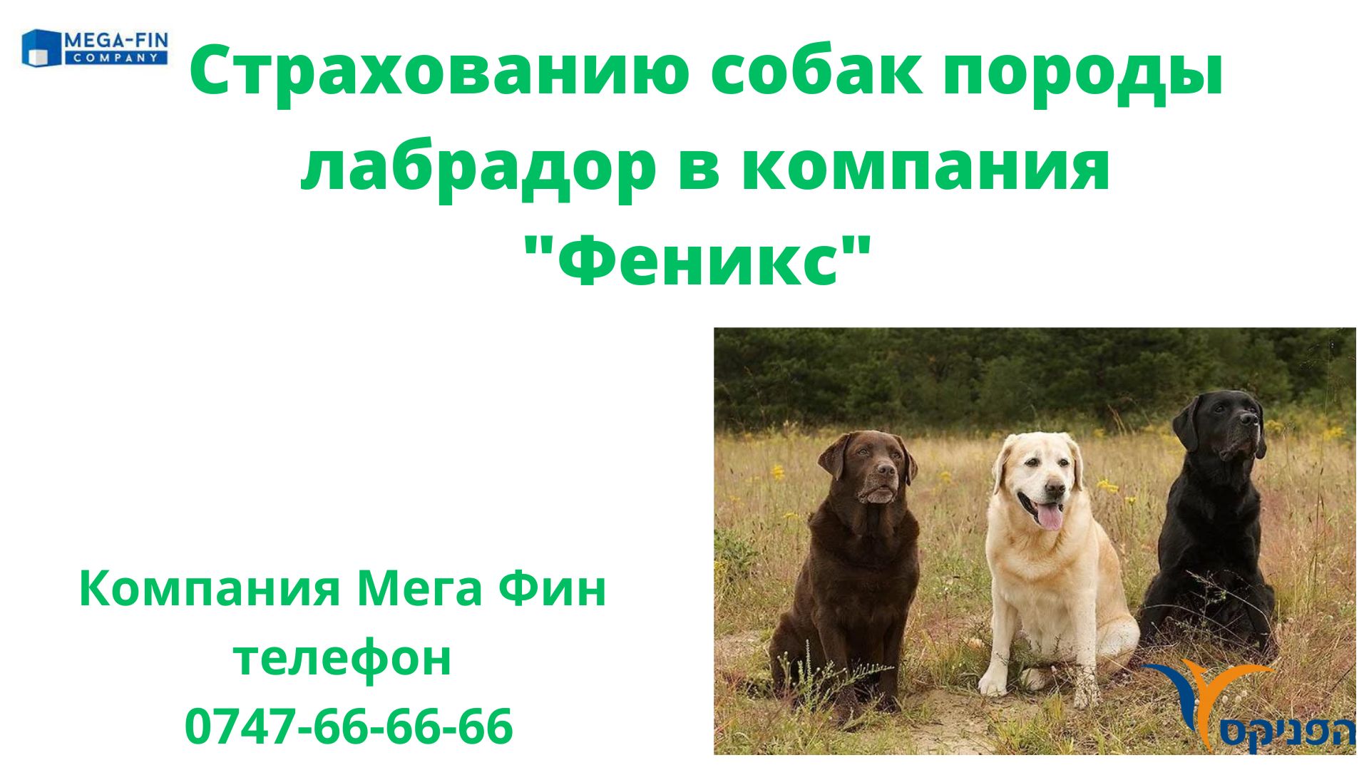 Какие услуги по страхованию собак породы лабрадор предлагает компания “ Феникс” в Израиле? | Экономия в машканте. Возврат налогов Удешевление  страховок Возврат налогов 20% без предоплат 0747-666666