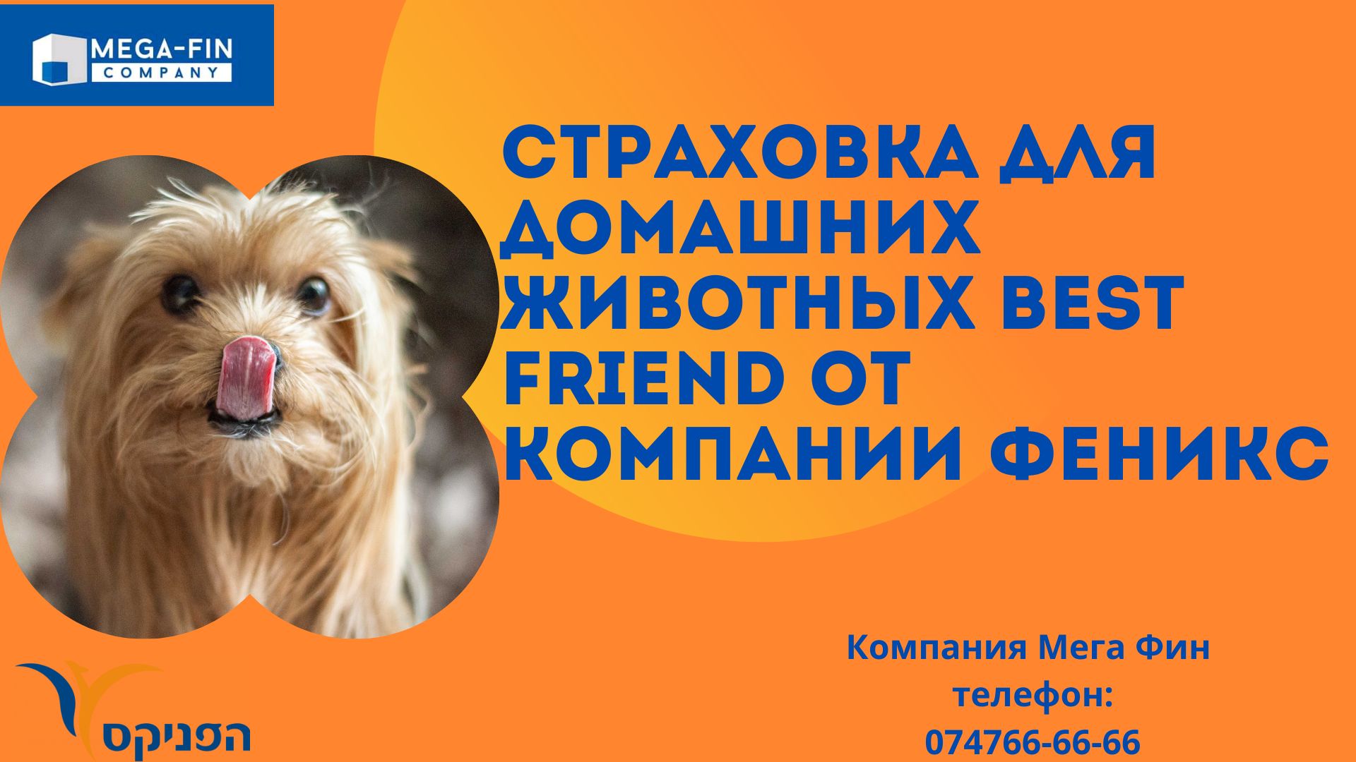 Страховка для домашних животных Best Friend от компании Феникс в Израиле |  Экономия в машканте. Возврат налогов Удешевление страховок Возврат налогов  20% без предоплат 0747-666666